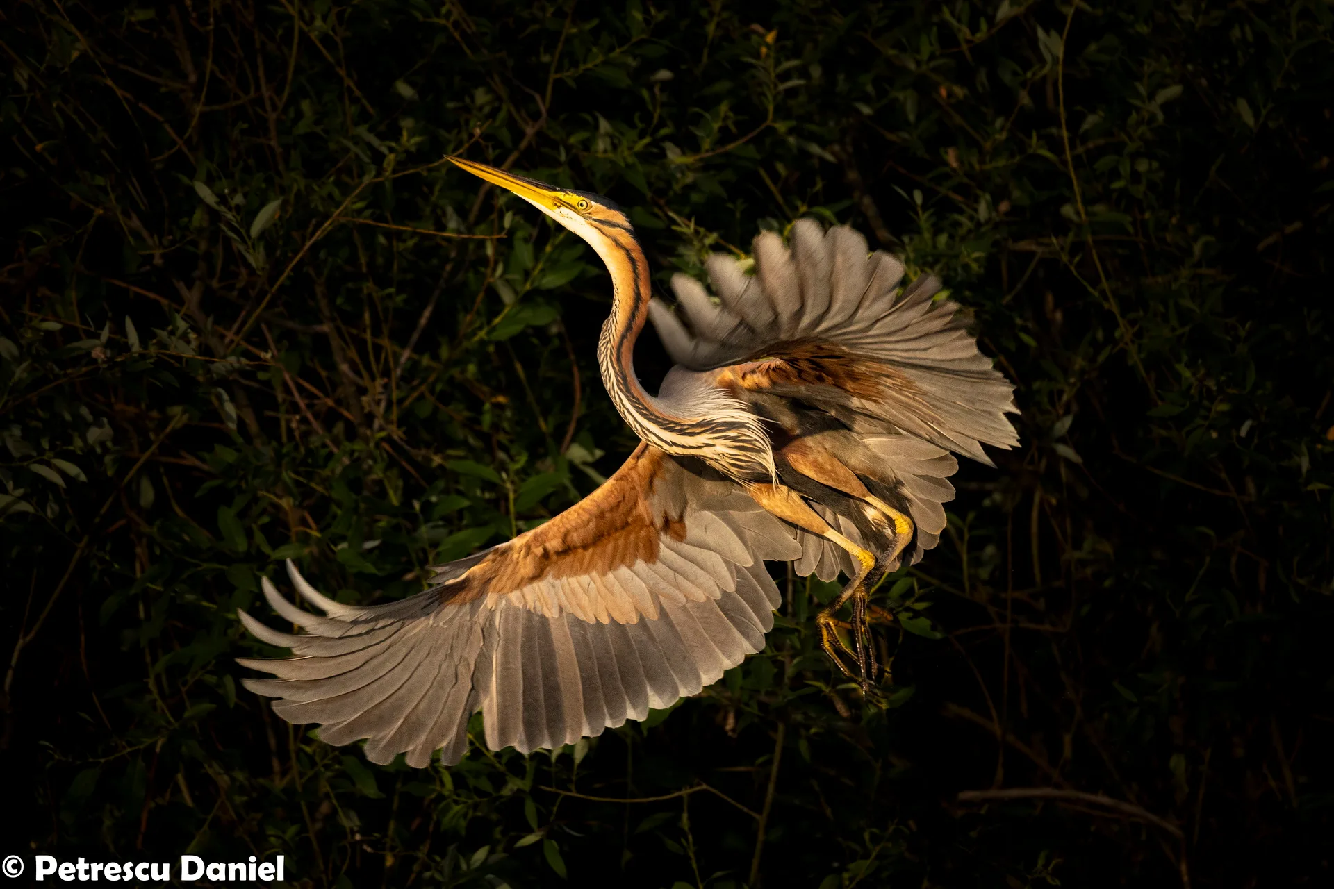 Purple Heron wading in shallow water — Danube Delta