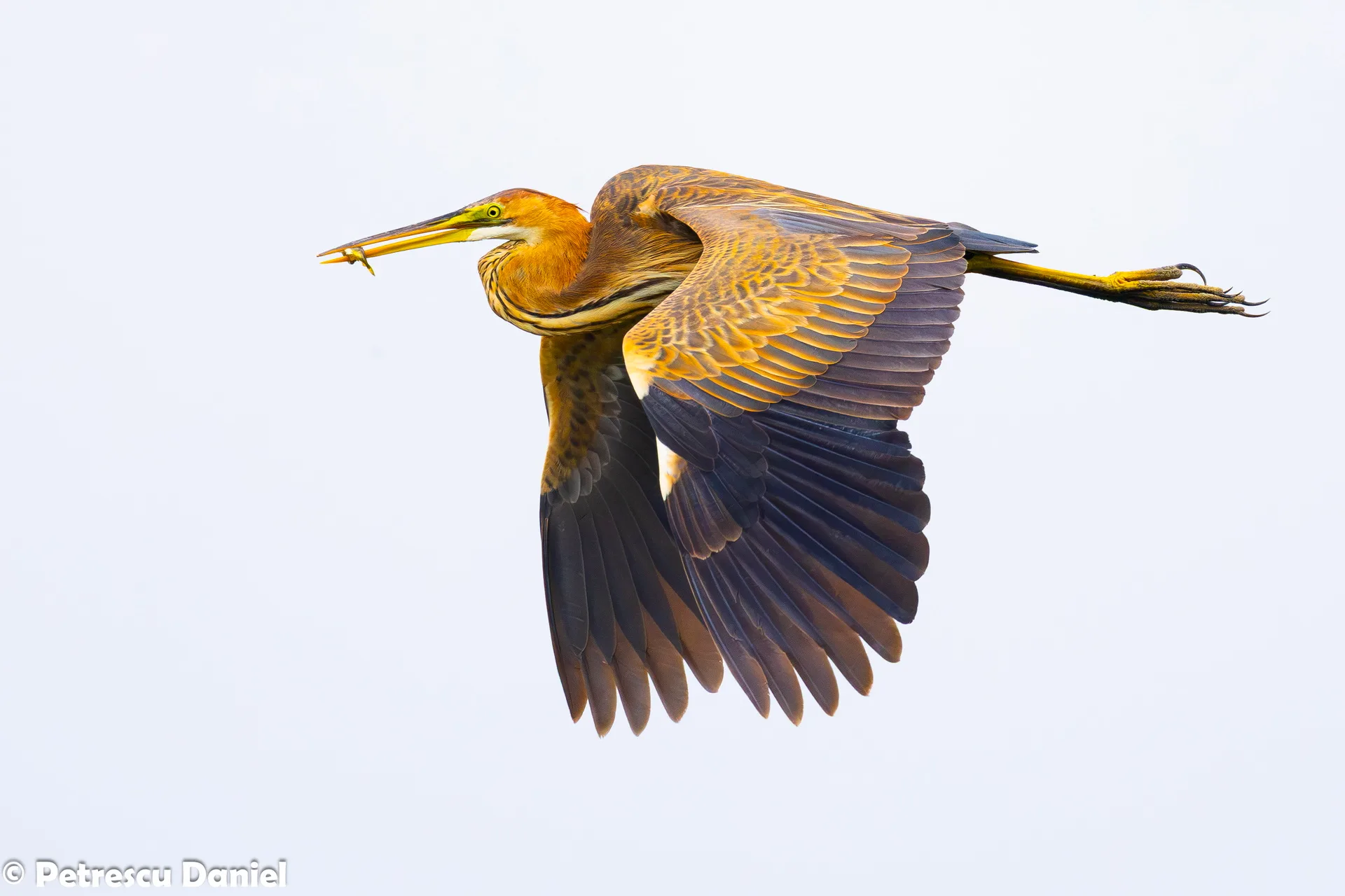 Purple Heron portrait — Danube Delta
