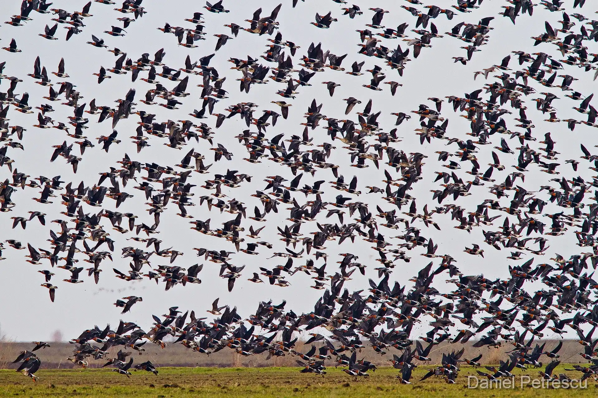 Red-breasted Goose flock in flight — Romania winter