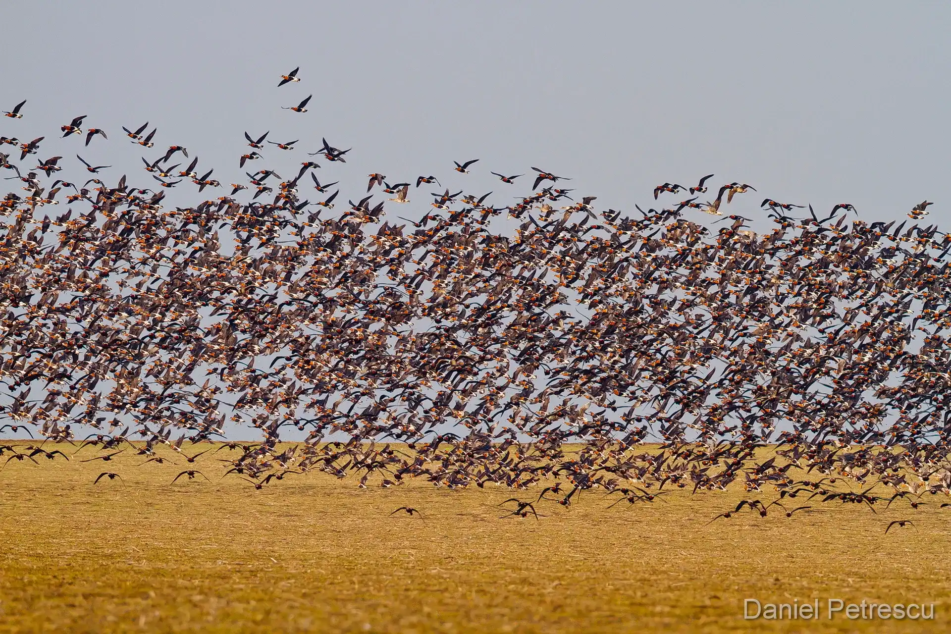 Red-breasted Goose close-up portrait — Branta ruficollis