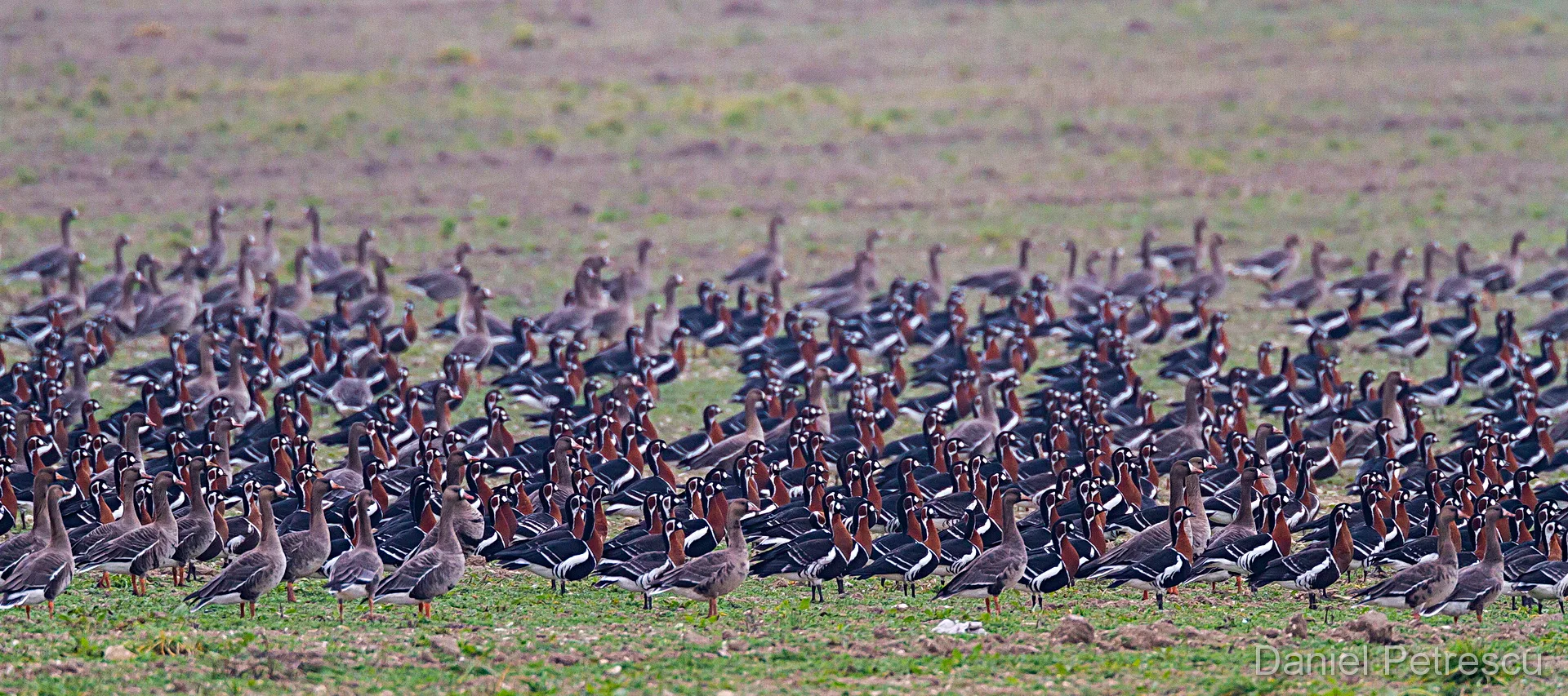 Red-breasted Geese feeding on winter fields — Romania
