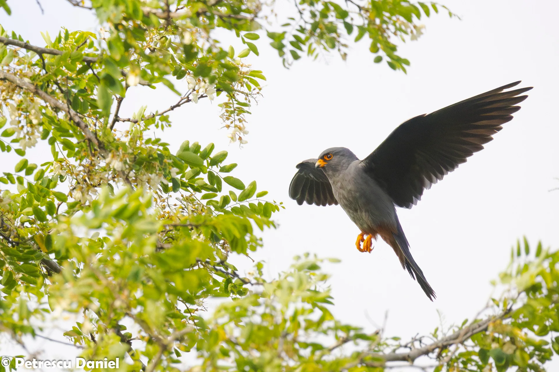 Red-footed Falcon perched — field guide view