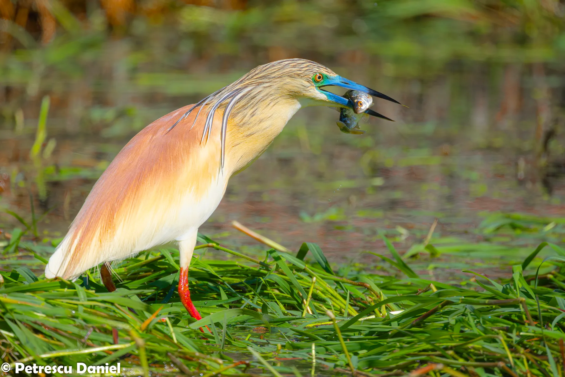 Squacco Heron in flight showing white wings — Danube Delta