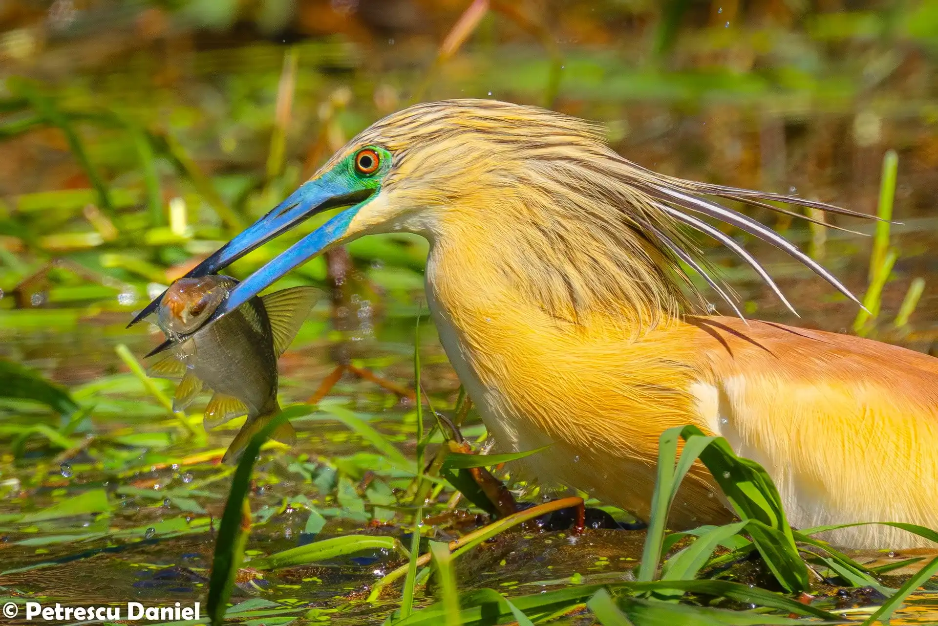 Squacco Heron in the Danube Delta