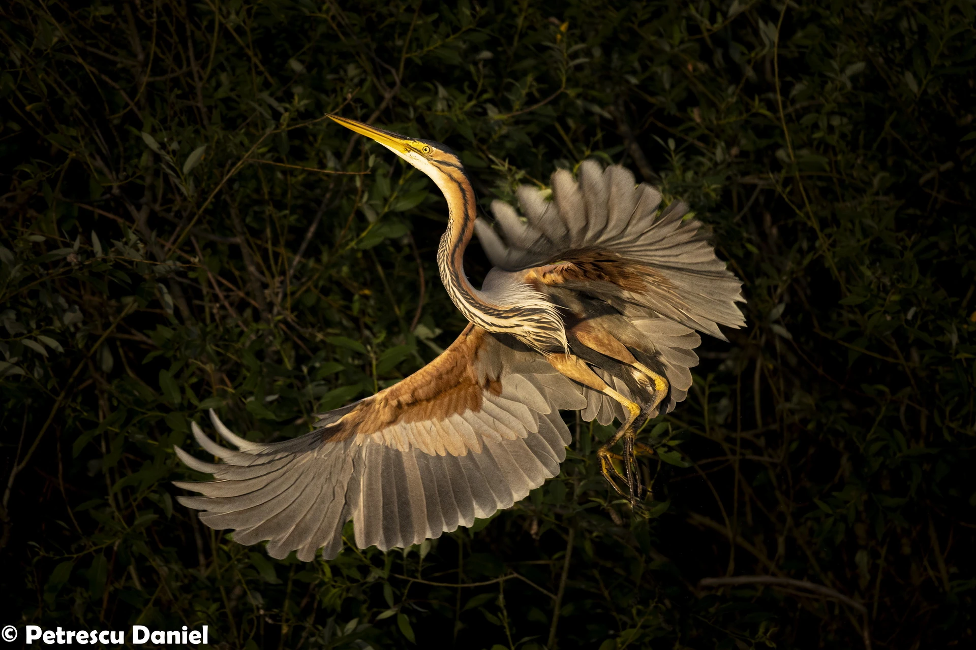 Purple Heron landing in reed bed — Danube Delta