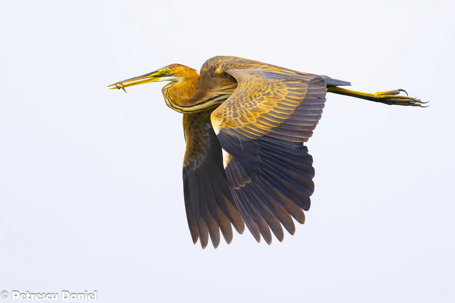 Purple Heron carrying fish in flight — Danube Delta