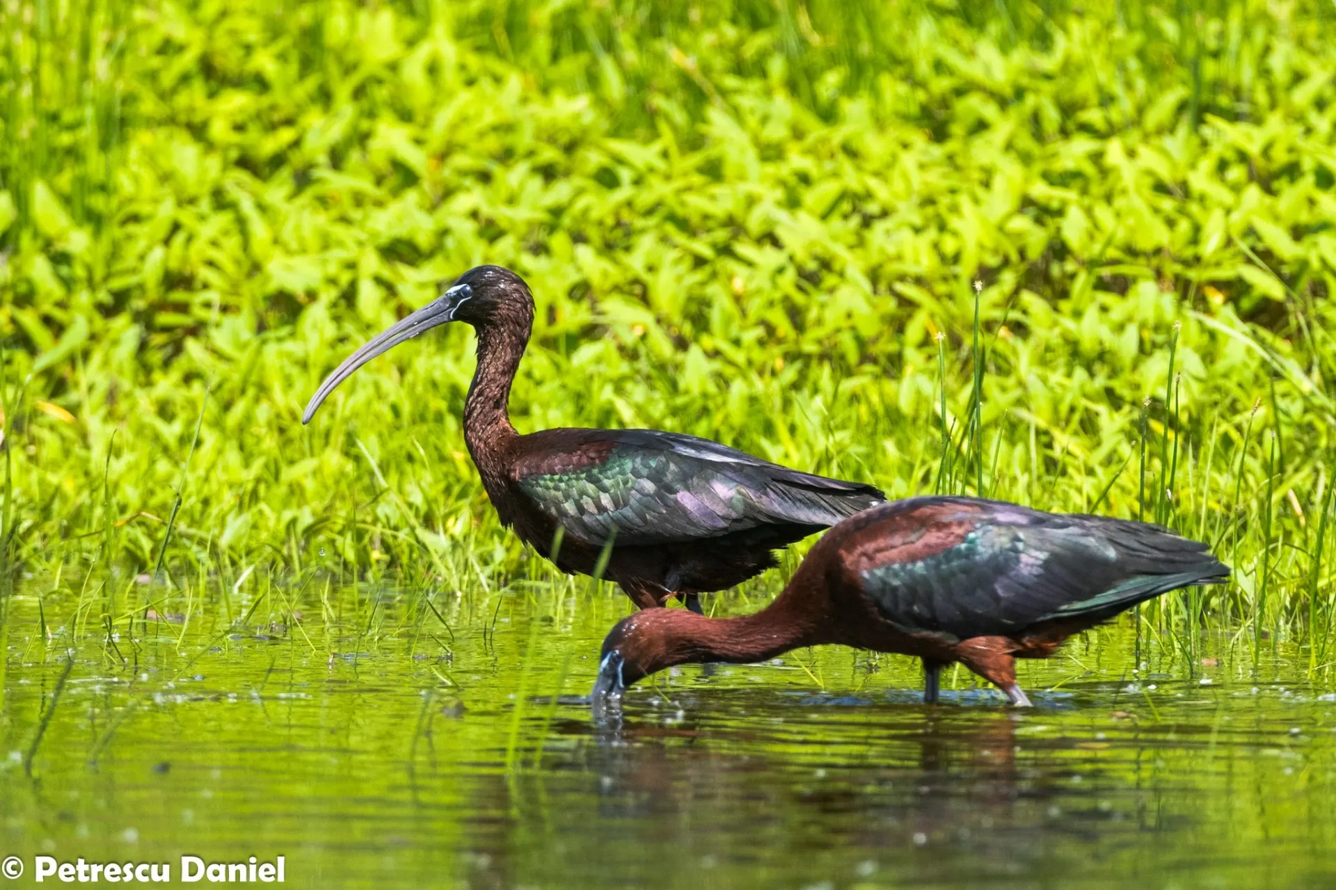 Glossy Ibis pair feeding in shallow water — Plegadis falcinellus