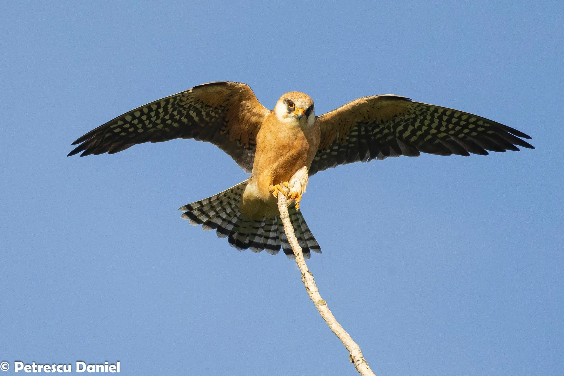 Red-footed Falcon female landing on branch — wings spread