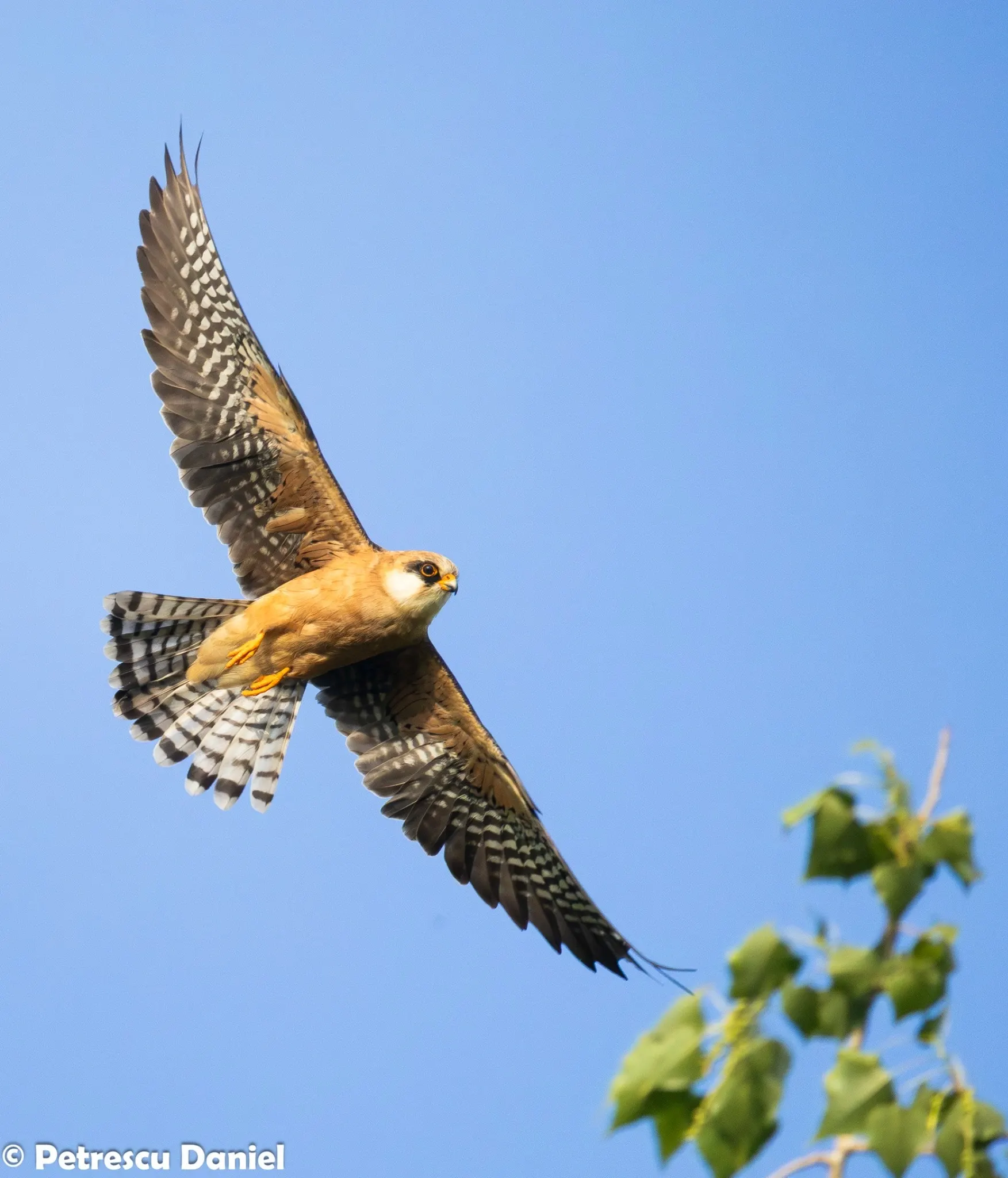 Red-footed Falcon female in lateral flight