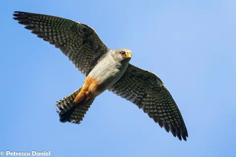 Red-footed Falcon