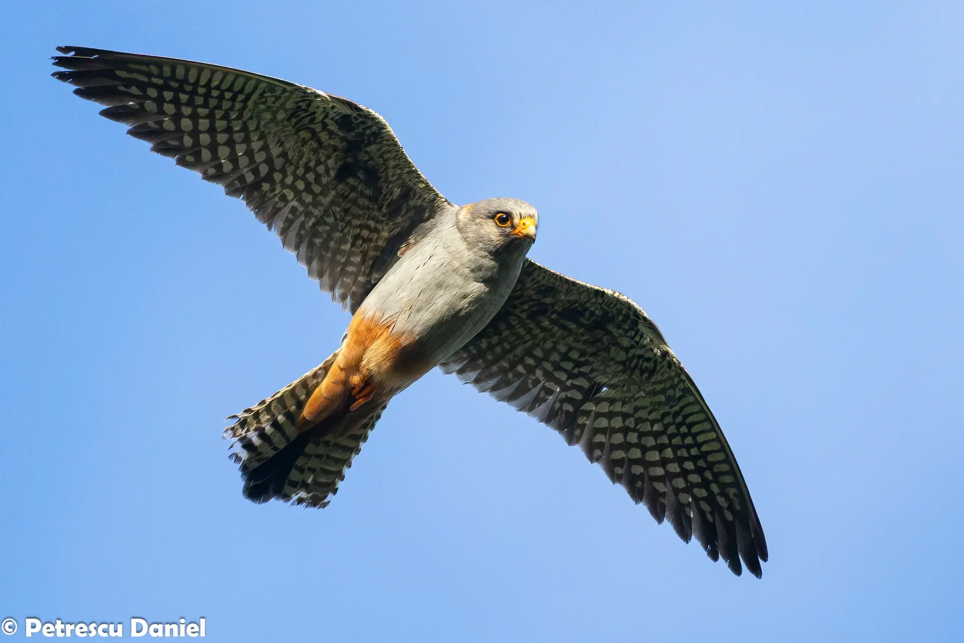 Red-footed Falcon in the Danube Delta