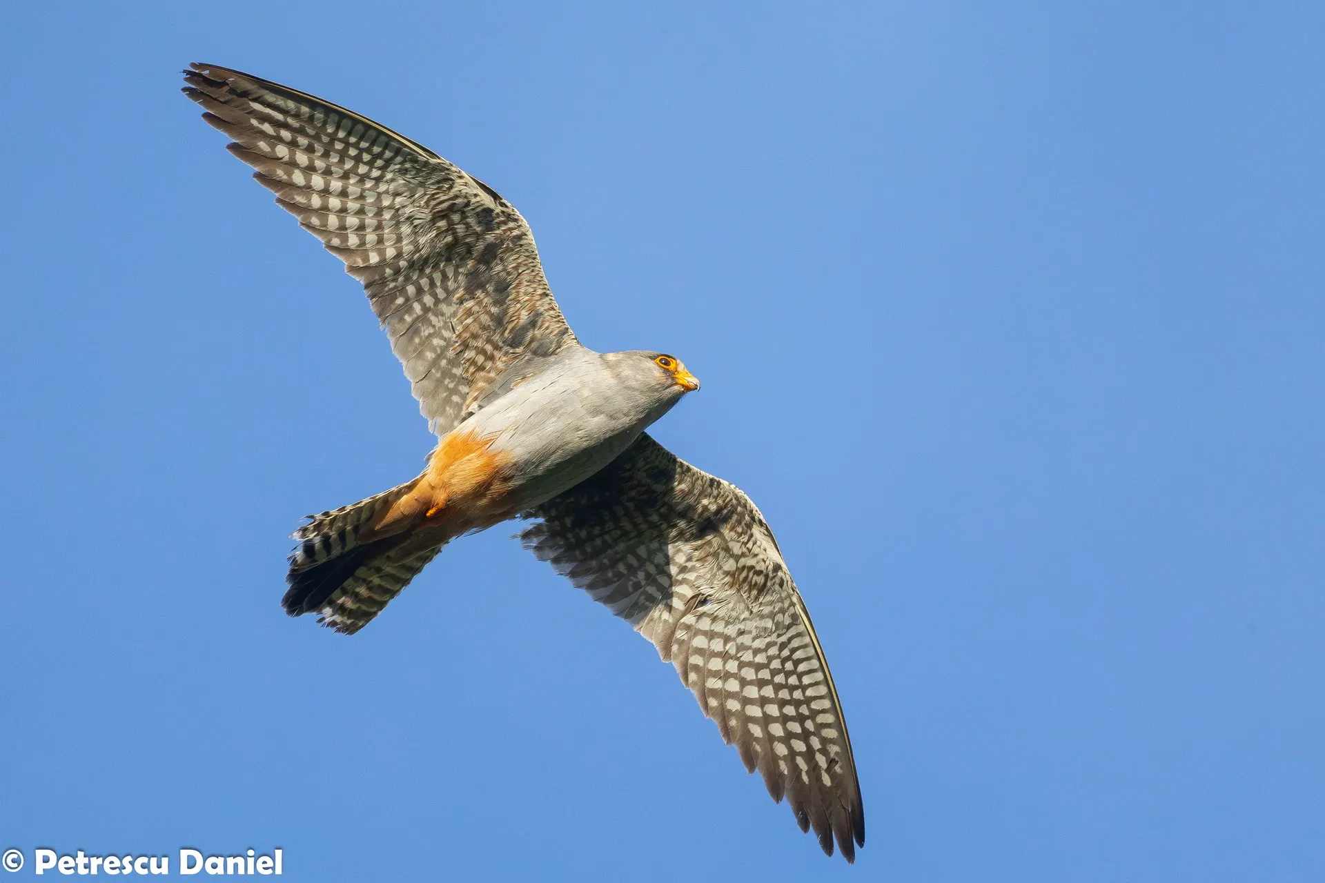 Red-footed Falcon male in flight blue sky