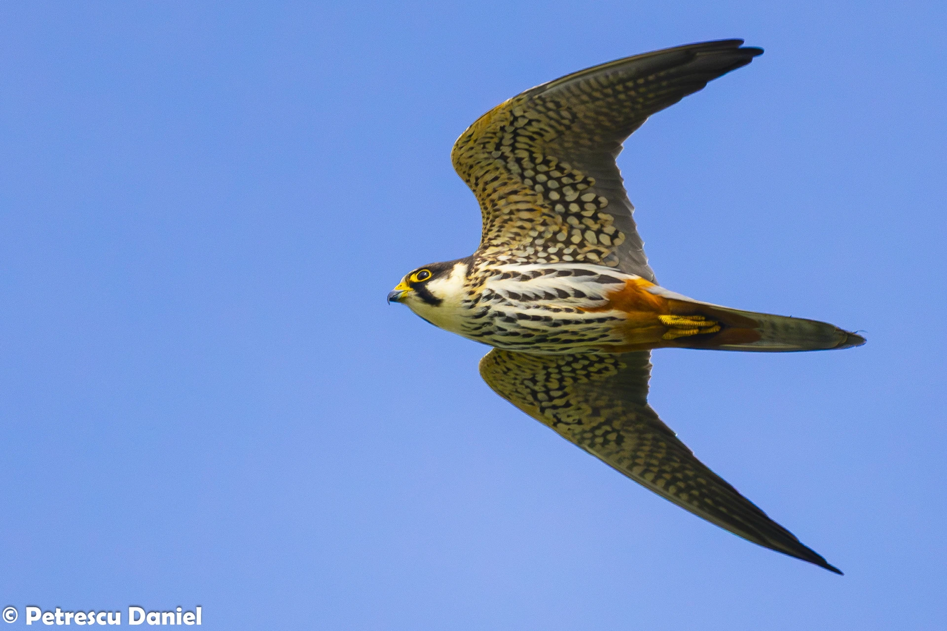 Red-footed Falcon in flight — Danube Delta