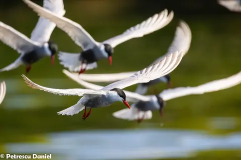 Whiskered Tern