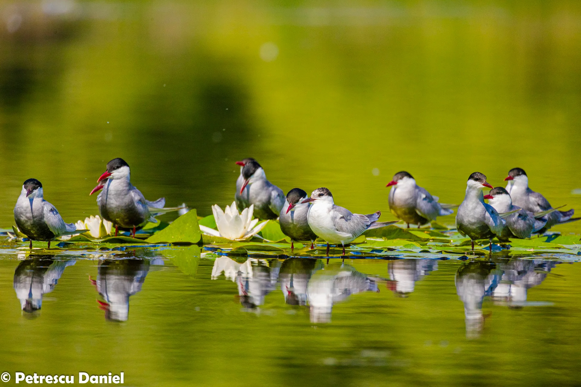 Whiskered Tern flying low over reed beds — Danube Delta