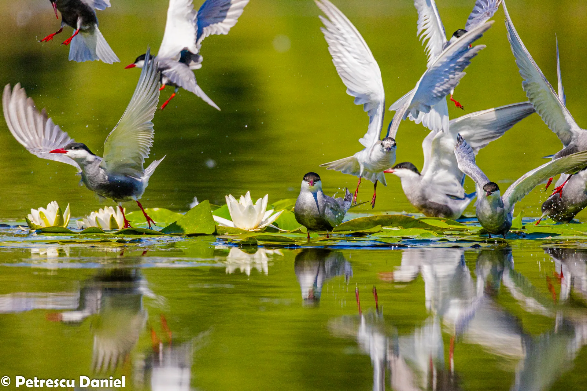 Whiskered Tern dipping to the water surface — Danube Delta