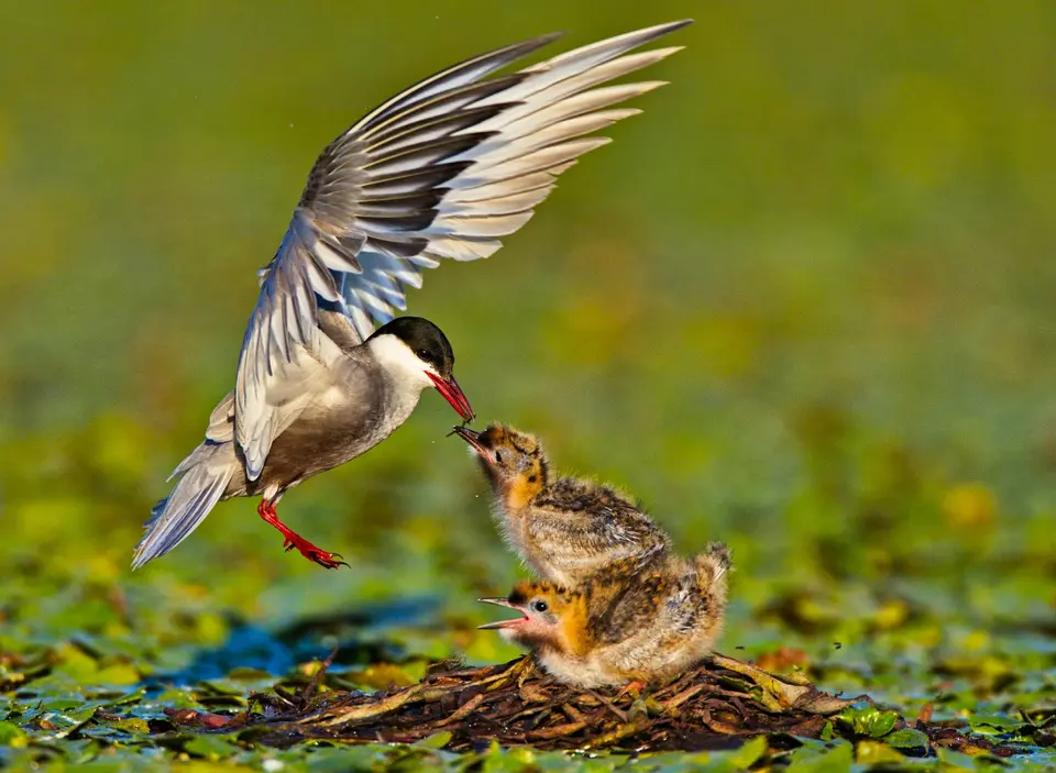 Whiskered Tern (Chlidonias hybrida) feeding chicks on a floating nest — Danube Delta, Romania