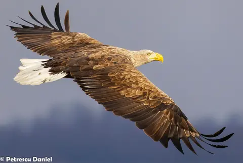 White-tailed Eagle perched in Danube Delta — Europe's largest eagle, Ibis Tours Romania
