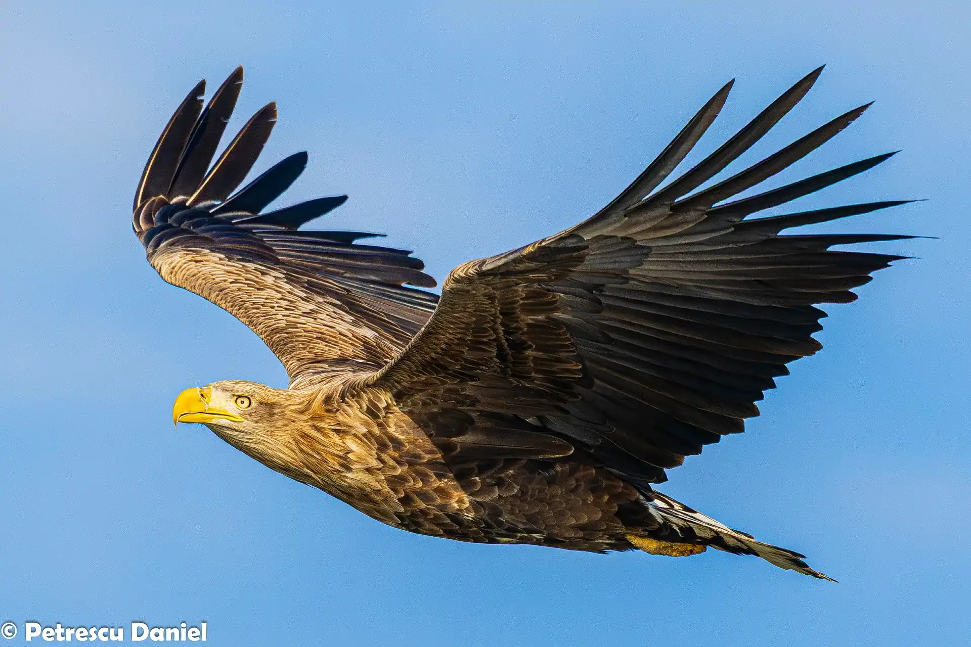 White-tailed Eagle adult portrait close-up — Haliaeetus albicilla