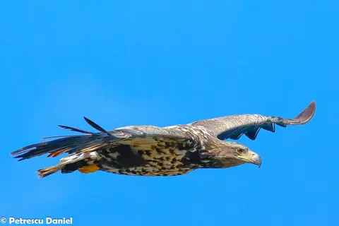 White-tailed Eagle