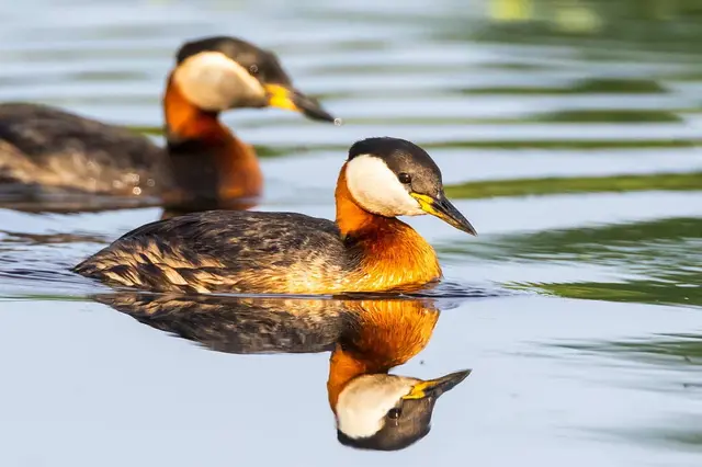 Transsylvanisch landschap - traditioneel cultuurlandschap