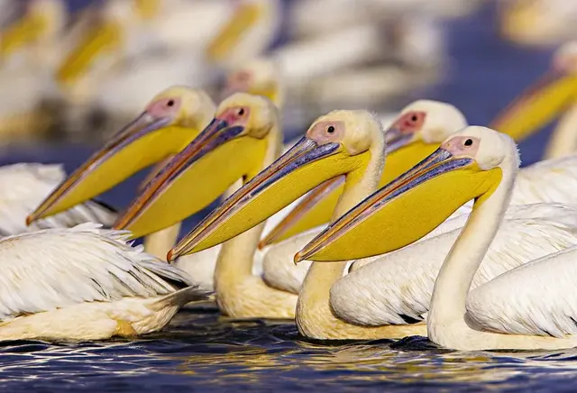 Extended 5-day Danube Delta birdwatching cruise