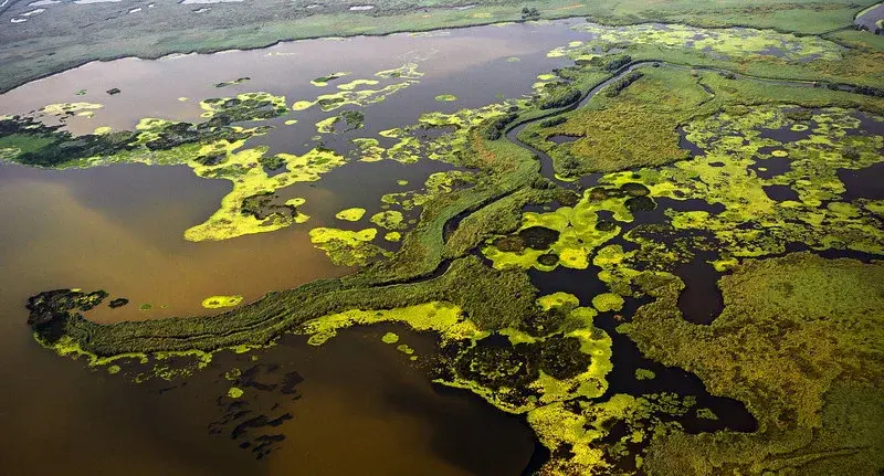 Floating island vegetation in Danube Delta core zone — Ferruginous Duck breeding habitat