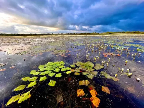 Aquatic vegetation with Trapa natans and water crowfoot under dramatic clouds, Danube Delta