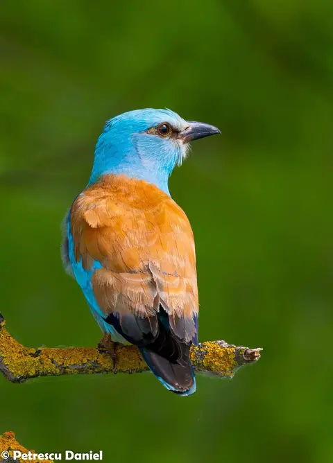 European Roller perched on a lichen-covered branch, Danube Delta Romania