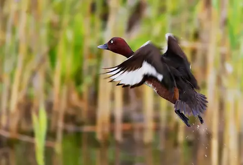 Ferruginous Duck (Aythya nyroca) in flight over reed beds, Danube Delta