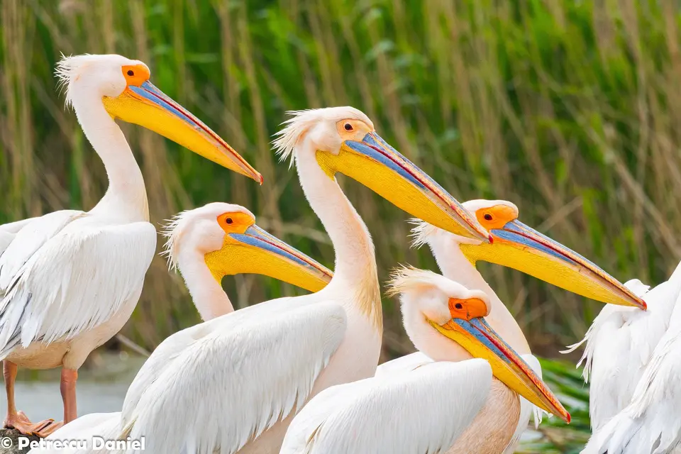Great White Pelicans close-up group portrait — Danube Delta