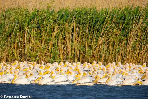 Large flock of Great White Pelicans swimming along reed beds in the Danube Delta