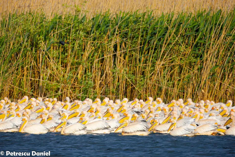 Great White Pelican flock among reeds in the Danube Delta