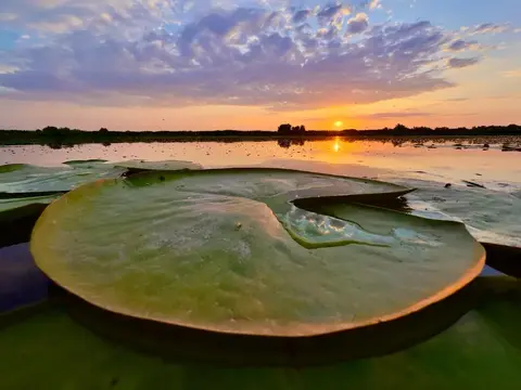 Giant lily pad reflecting the sunset sky over a Danube Delta lake
