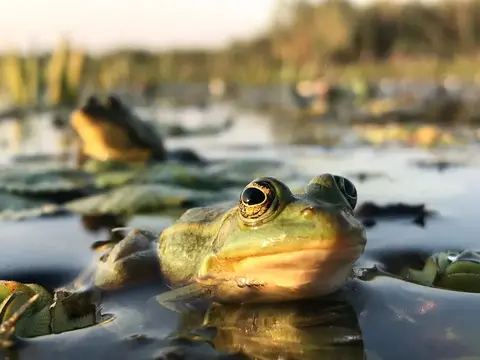 Marsh frog resting on lily pads at golden hour in the Danube Delta