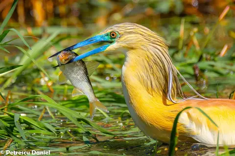 Squacco Heron catching a fish among aquatic vegetation in the Danube Delta
