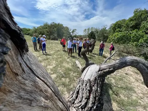 Guided tour group exploring the ancient oak forest at Letea, Danube Delta