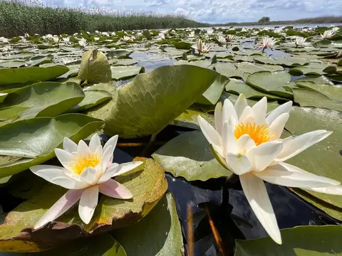 White water lilies (Nymphaea alba) blooming in the Danube Delta