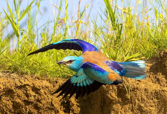 Dobrogea steppe birding Romania — Bee-eaters and rollers