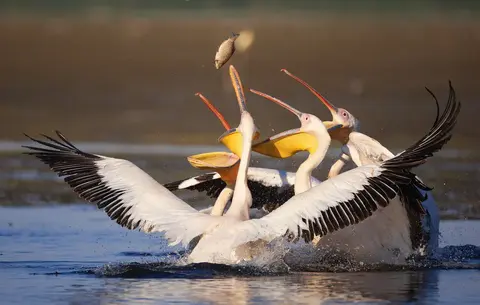 Great White Pelicans fighting over a fish in the Danube Delta, Romania