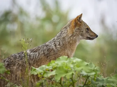 Canis aureus — golden jackal in wetland vegetation