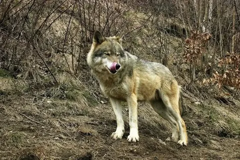 Canis lupus — grey wolf in Carpathian landscape