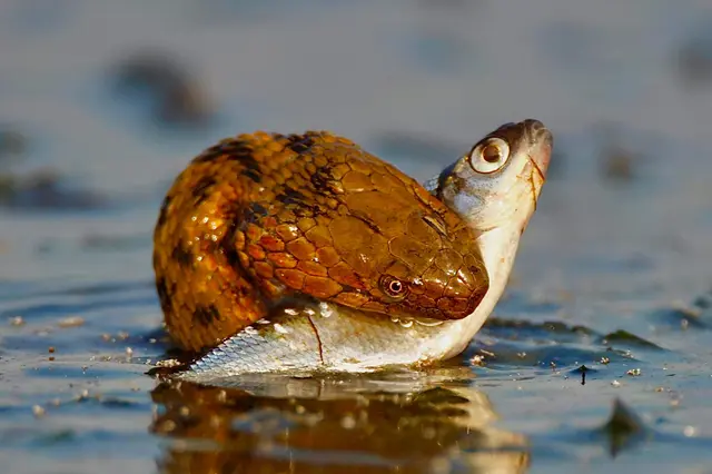 Dice Snake (Natrix tessellata) swallowing a fish — Danube Delta