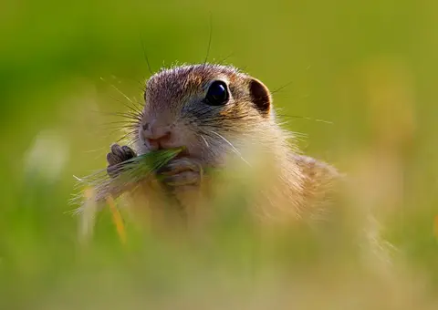 Spermophilus citellus European ground squirrel close portrait