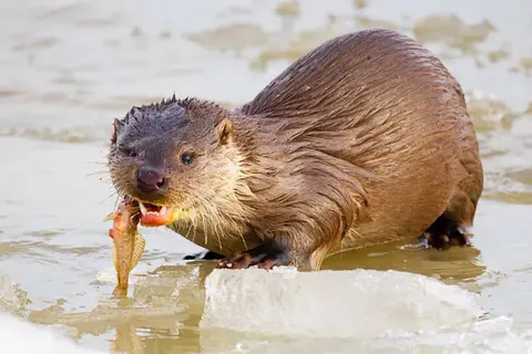 European Otter eating a fish on ice — Danube Delta