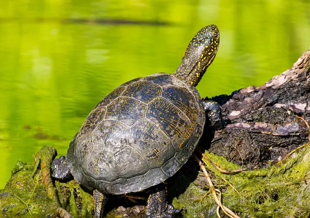 European Pond Turtle (Emys orbicularis) basking on a log — Danube Delta