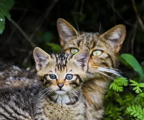 Felis silvestris wildcat kittens Romania