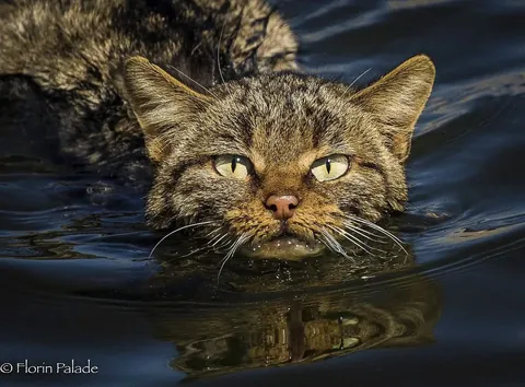 Felis silvestris — European wildcat swimming