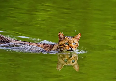 Felis silvestris European wildcat swimming green