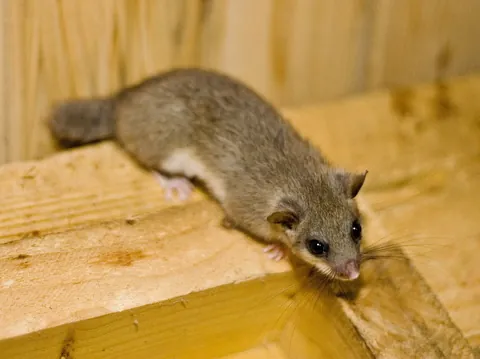 Glis glis — edible dormouse on branch in deciduous forest